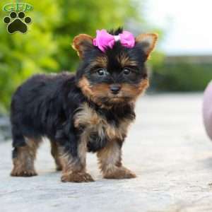 Lola, Yorkie Puppy